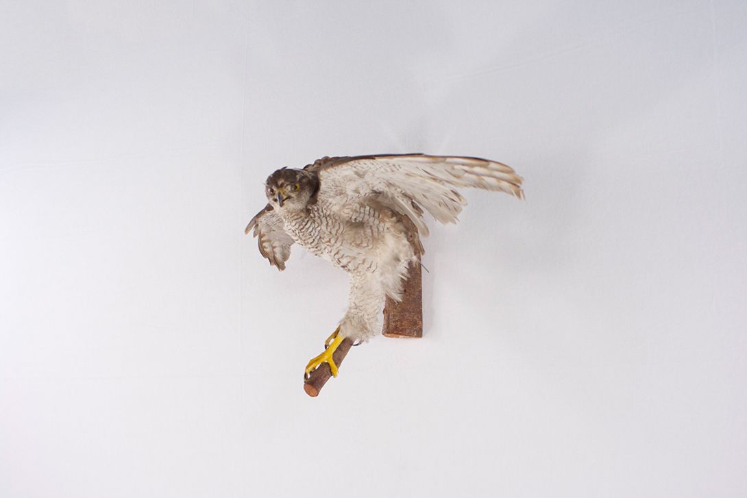 Foto Taxidermy Flying Buzzard, Wall Decoration
