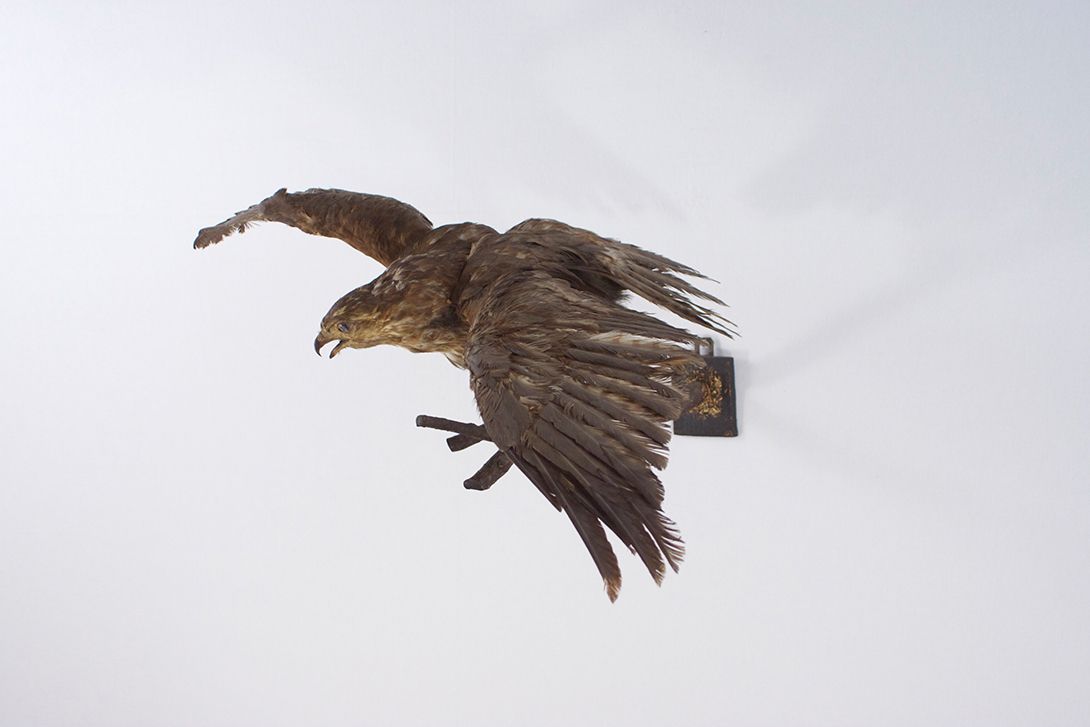 Foto Taxidermy Buzzard Hunting Situation Germany 1965