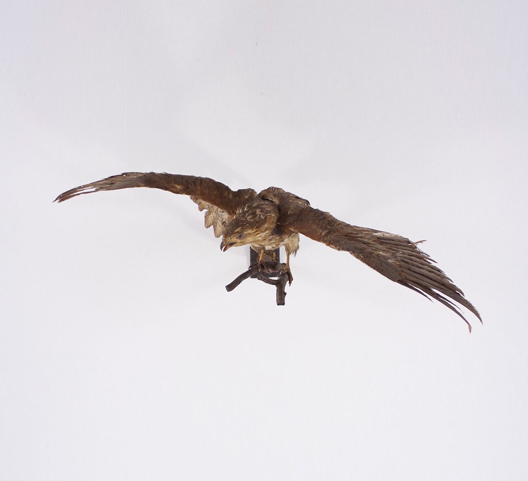 Foto Taxidermy Buzzard Hunting Situation Germany 1965