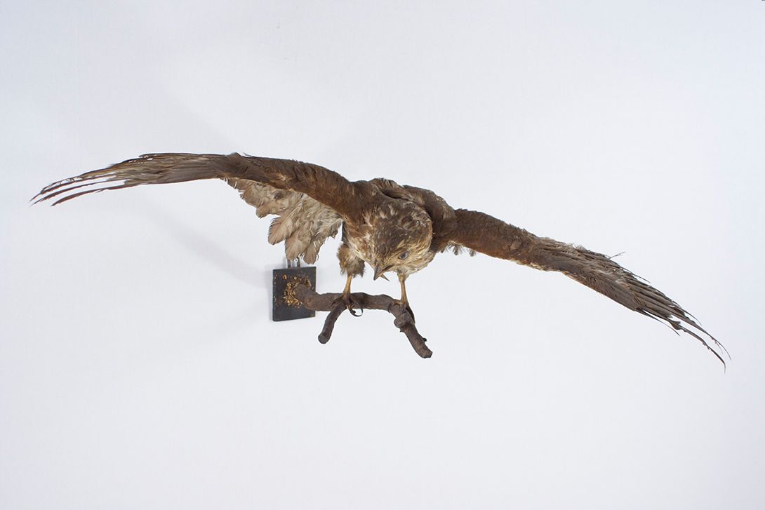 Foto Taxidermy Buzzard Hunting Situation Germany 1965