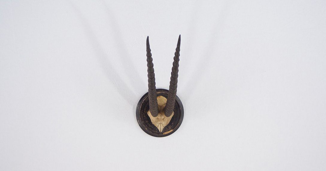 Foto Small Horns with Circular Wooden Frame