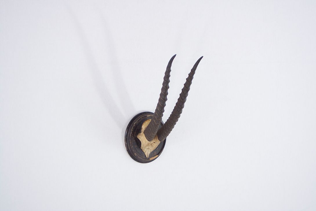 Foto Small Horns with Circular Wooden Frame