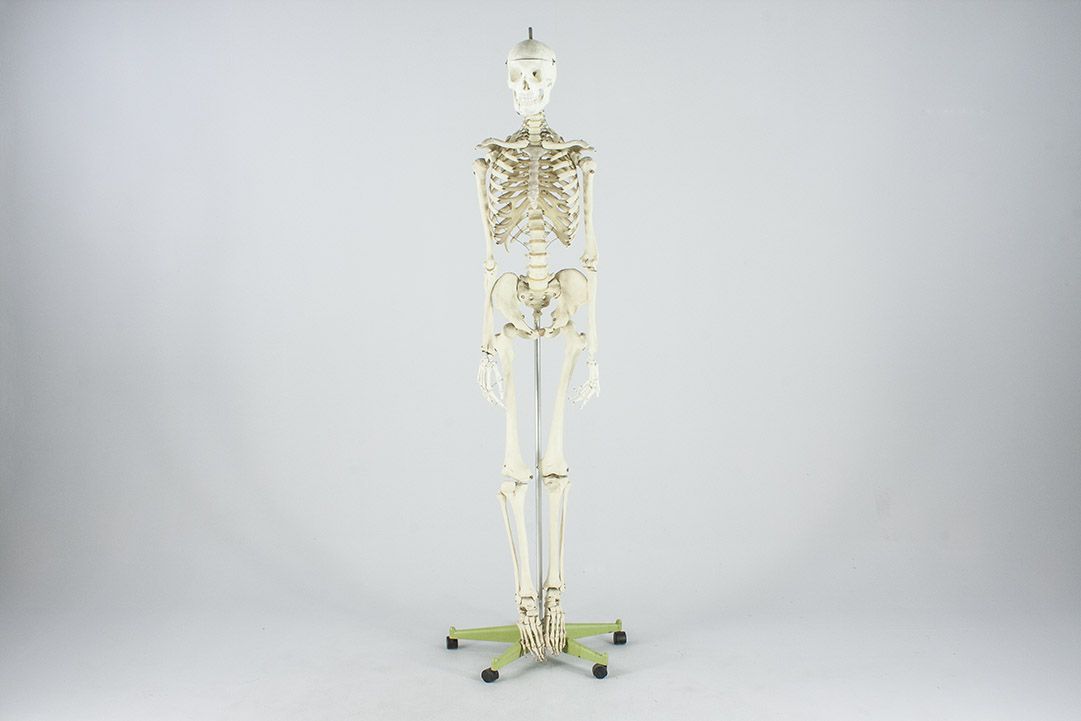 Foto Life-Size Skeleton on Rolling Stand