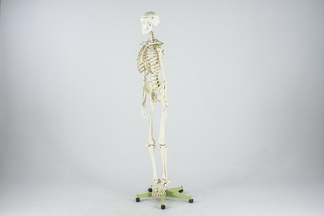 Foto Life-Size Skeleton on Rolling Stand