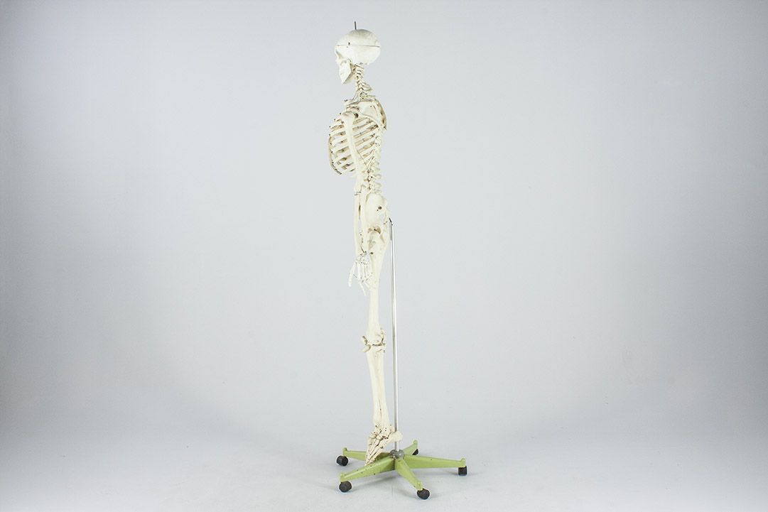 Foto Life-Size Skeleton on Rolling Stand