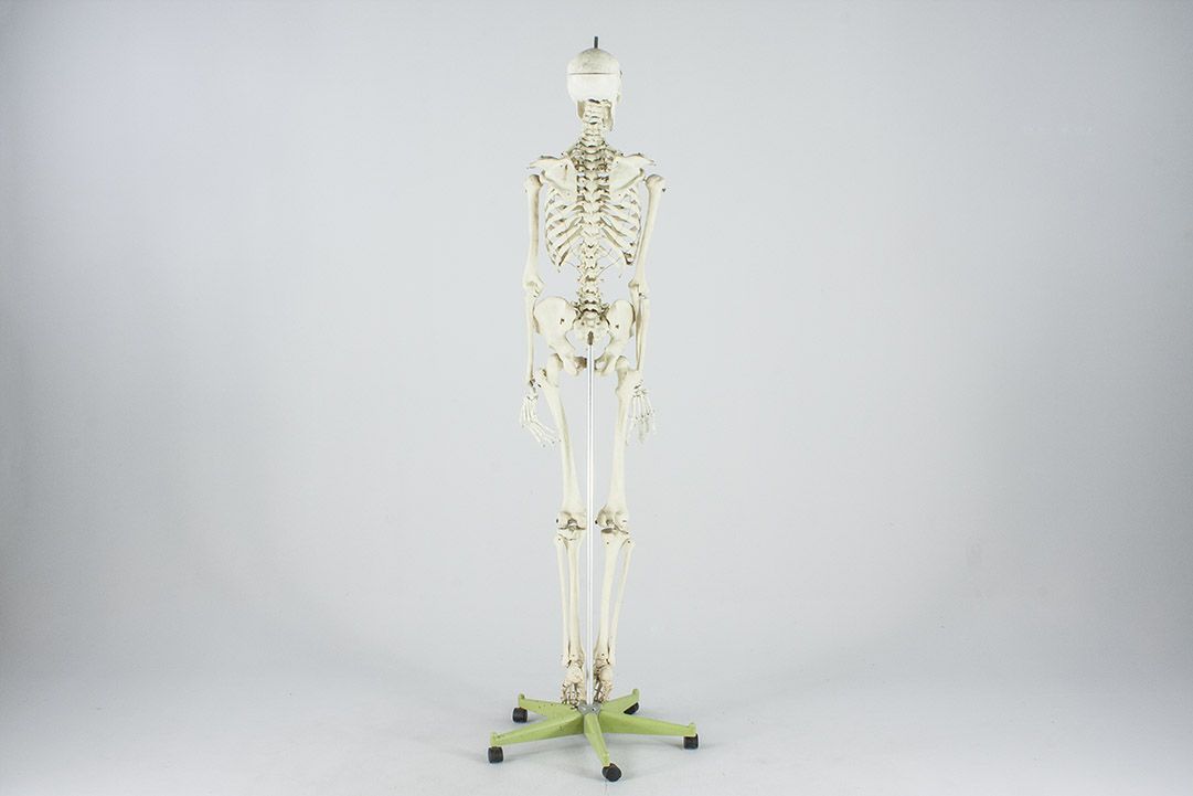 Foto Life-Size Skeleton on Rolling Stand