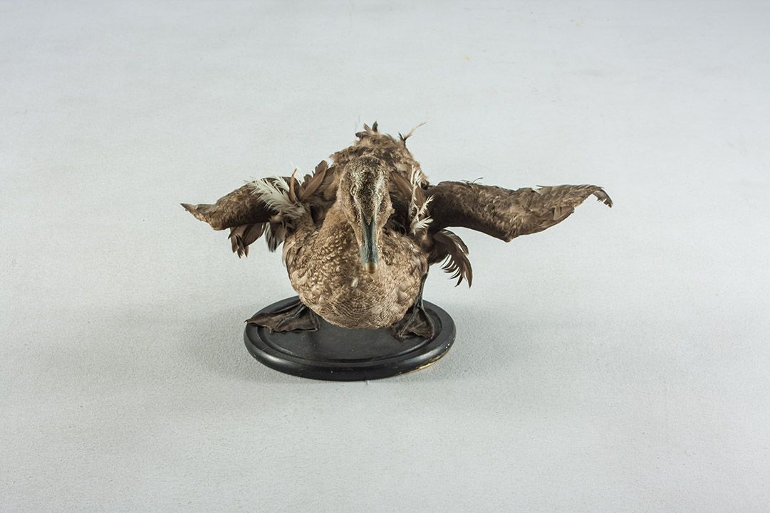 Foto Taxidermy Duck