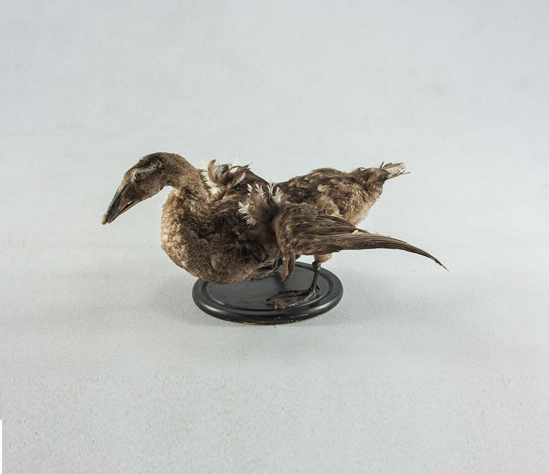 Foto Taxidermy Duck