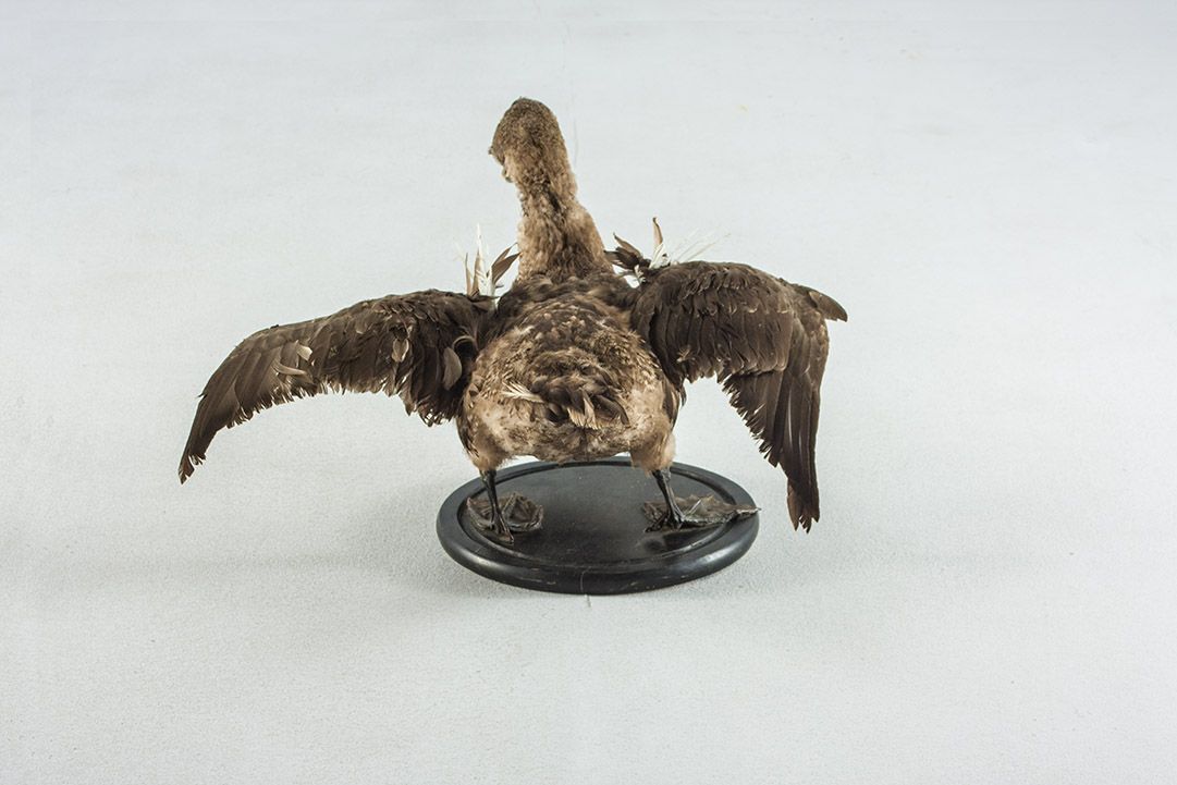 Foto Taxidermy Duck