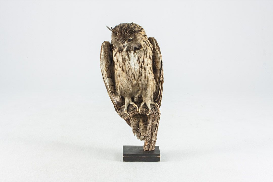 Foto Taxidermy Eagle Owl