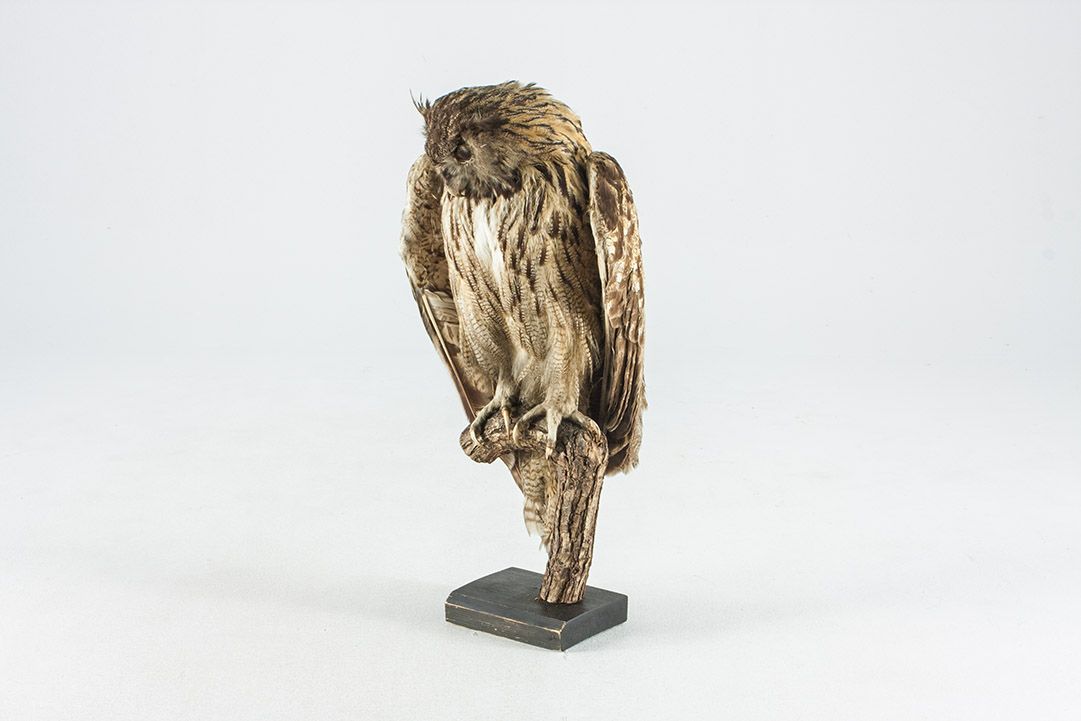 Foto Taxidermy Eagle Owl