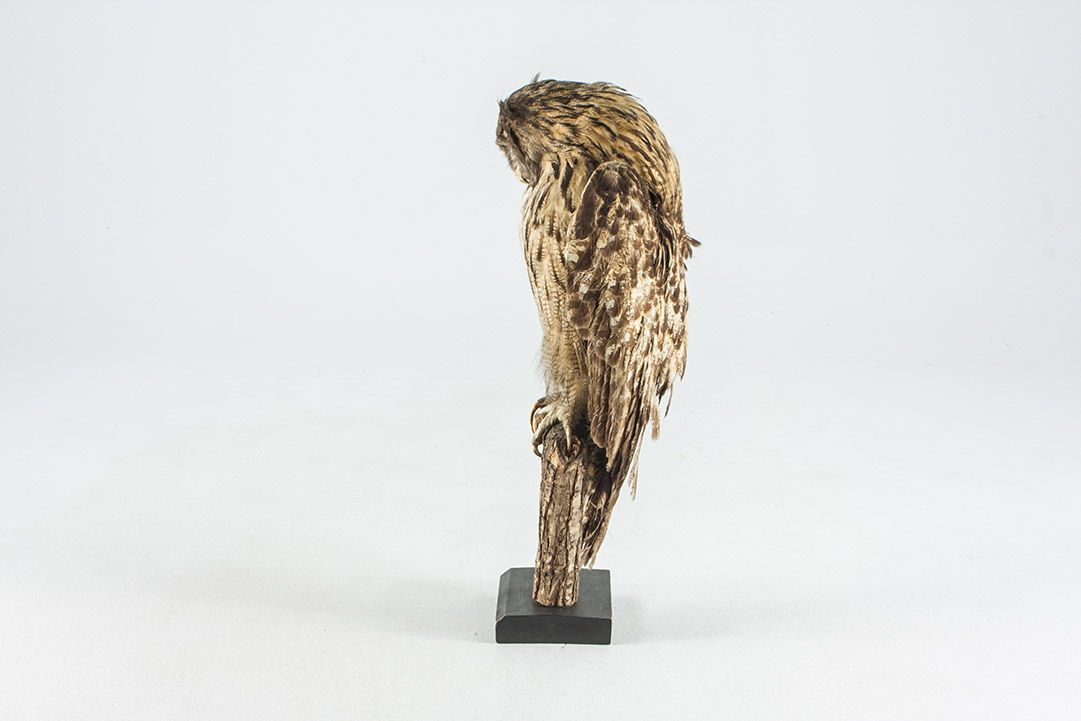 Foto Taxidermy Eagle Owl