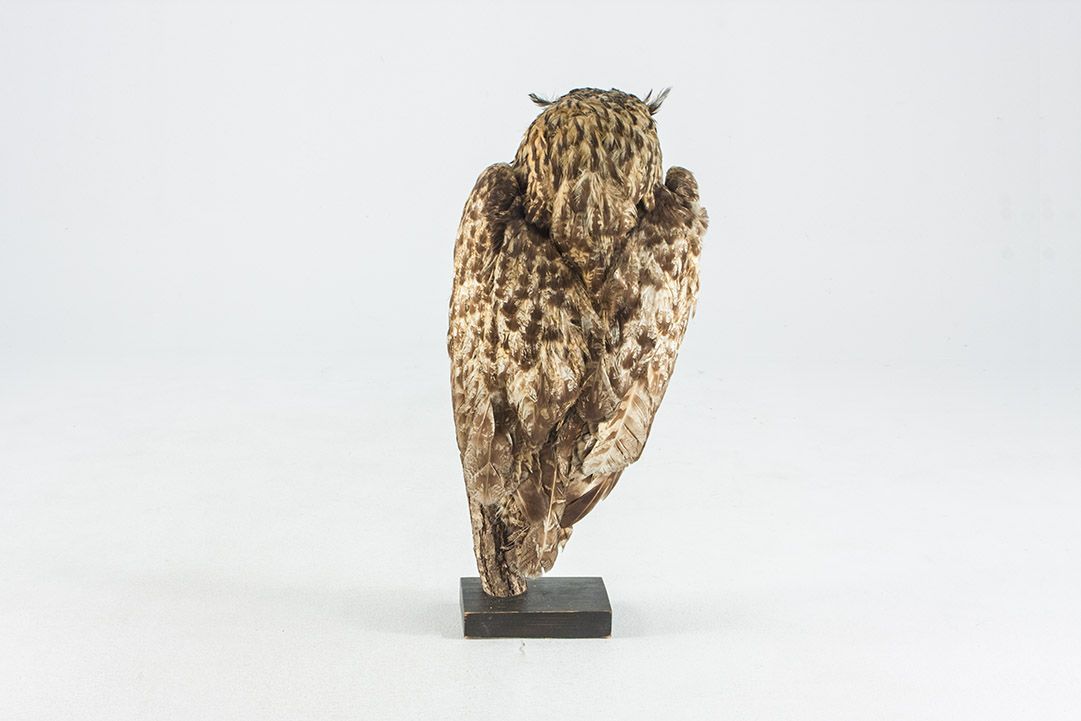 Foto Taxidermy Eagle Owl