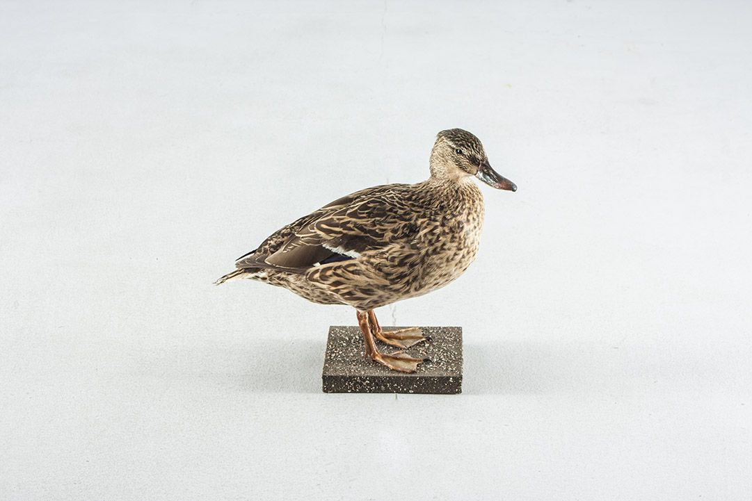 Foto Taxidermy Female Mallard h30 Germany 1970