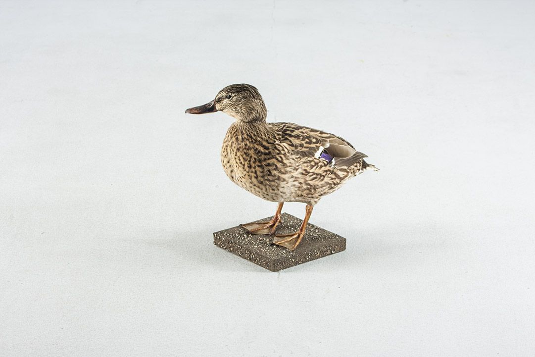 Foto Taxidermy Female Mallard h30 Germany 1970