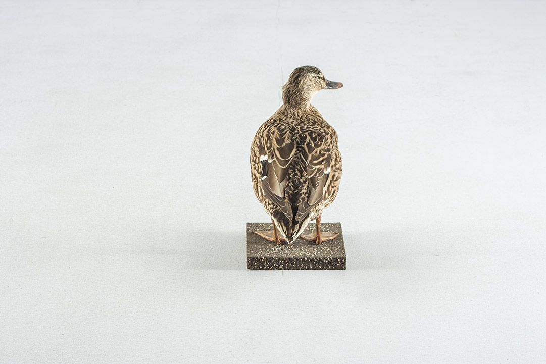 Foto Taxidermy Female Mallard h30 Germany 1970