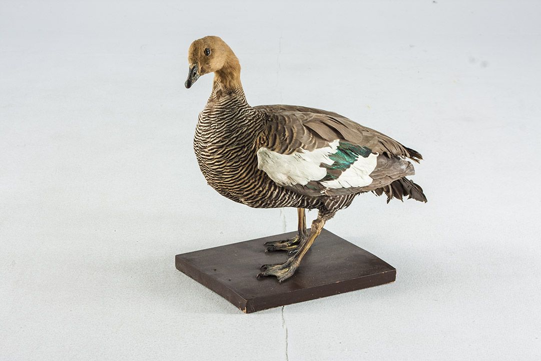 Foto Taxidermy Ruddy Shelduck h44 United Kingdom 1967