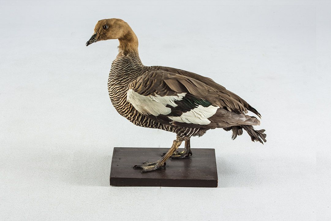 Foto Taxidermy Ruddy Shelduck h44 United Kingdom 1967