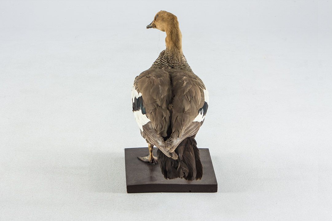 Foto Taxidermy Ruddy Shelduck h44 United Kingdom 1967