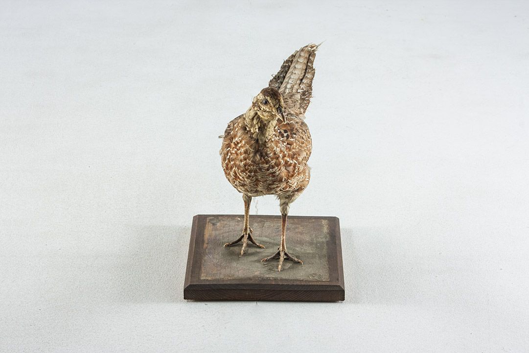 Foto Taxidermy Female Reeves´ Pheasant