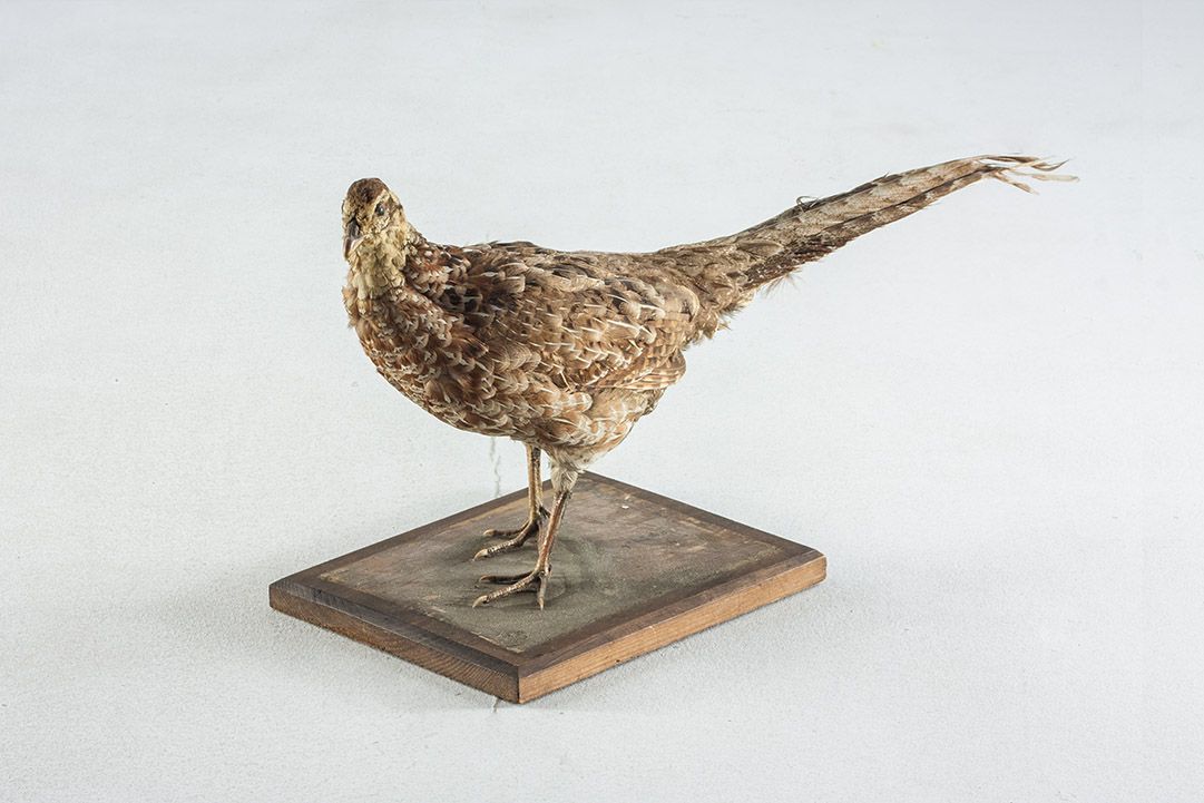Foto Taxidermy Female Reeves´ Pheasant