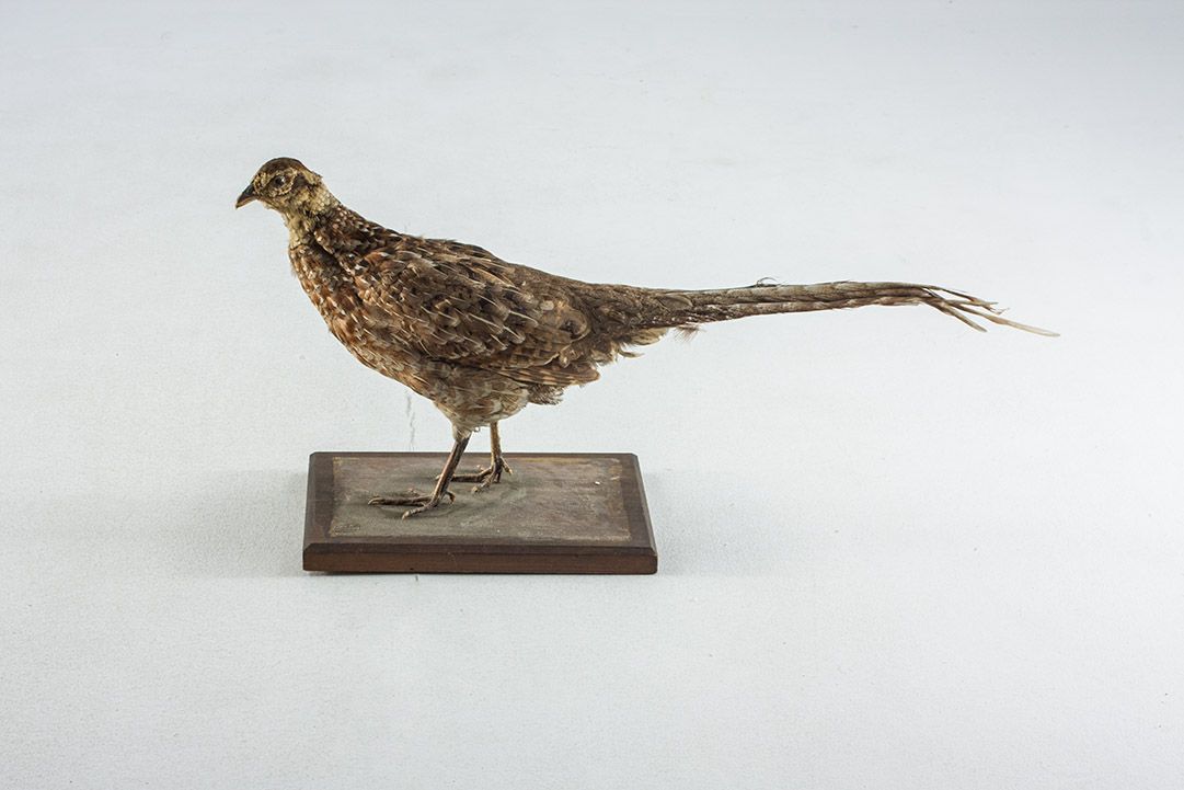 Foto Taxidermy Female Reeves´ Pheasant