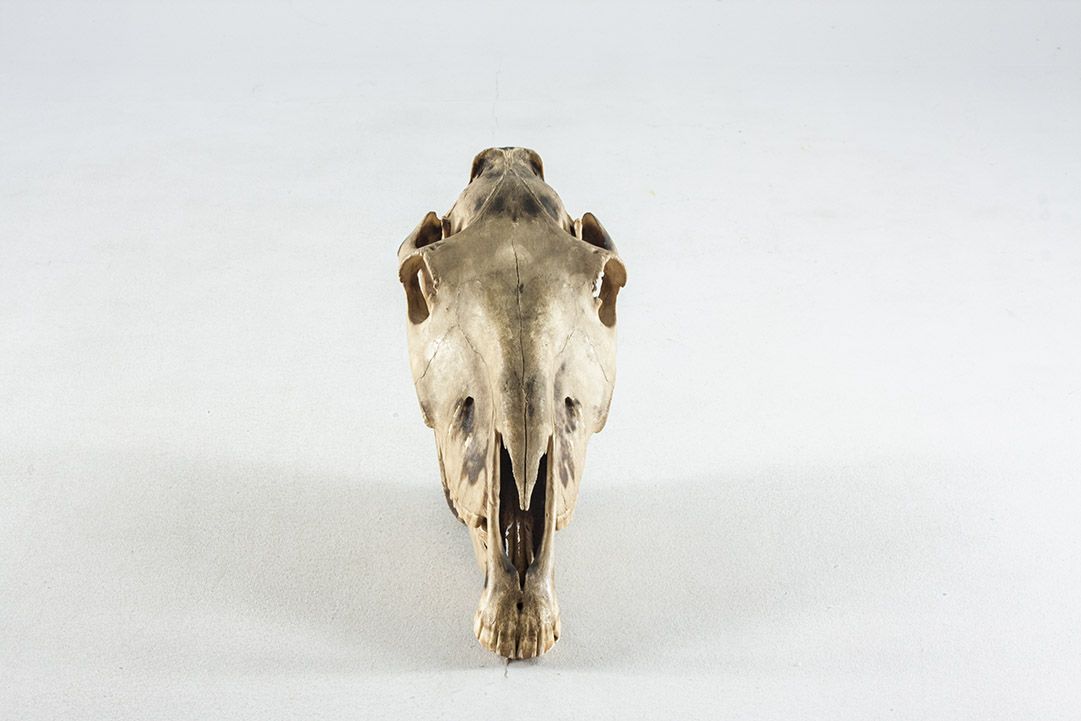 Foto Deer Skull