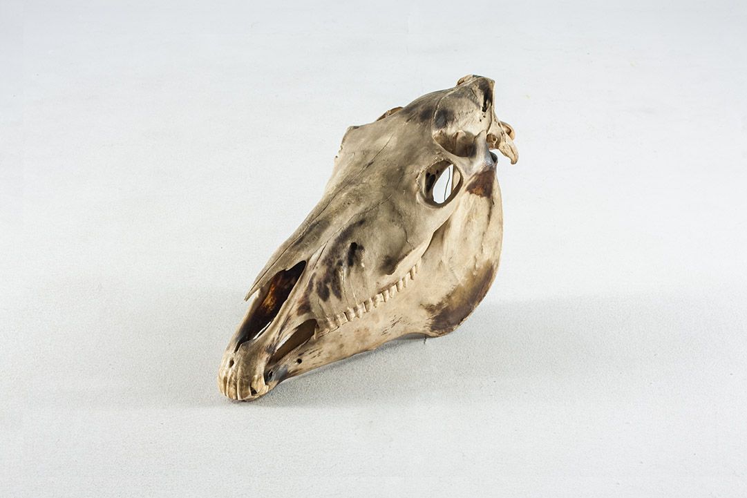Foto Deer Skull