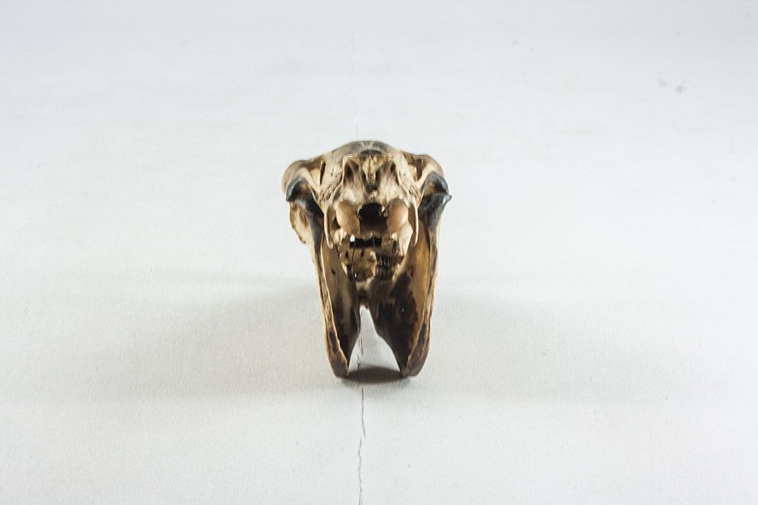 Foto Deer Skull