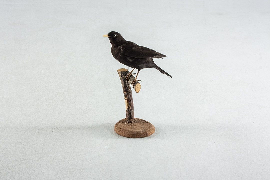 Foto Taxidermy Male Blackbird
