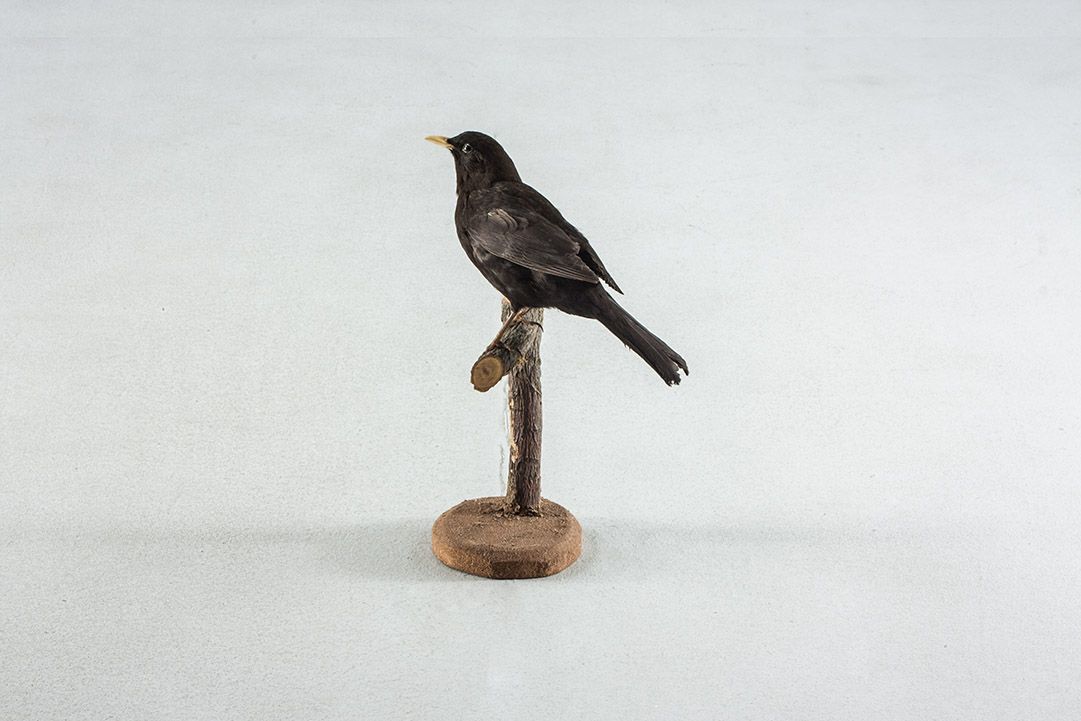 Foto Taxidermy Male Blackbird