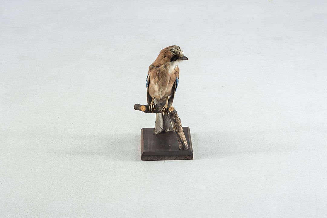 Foto Taxidermy Jay