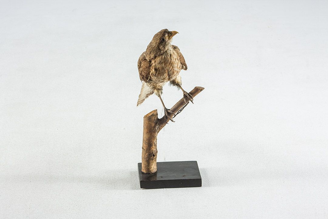 Foto Taxidermy Sparrowhawk h40