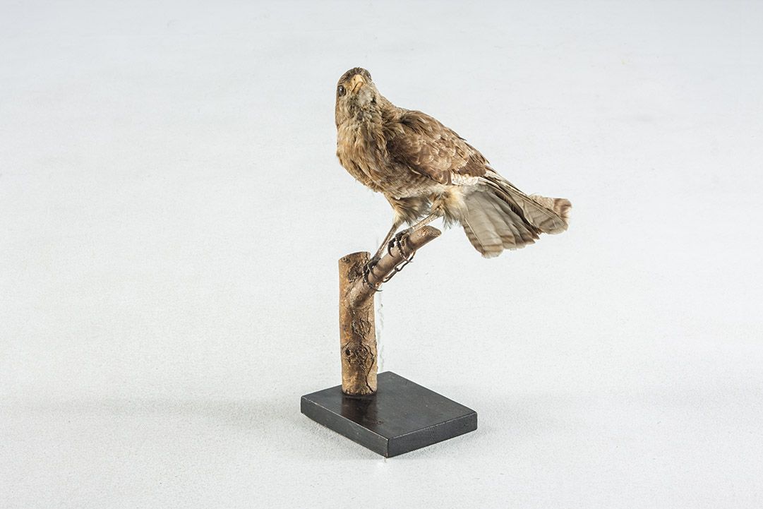 Foto Taxidermy Sparrowhawk h40