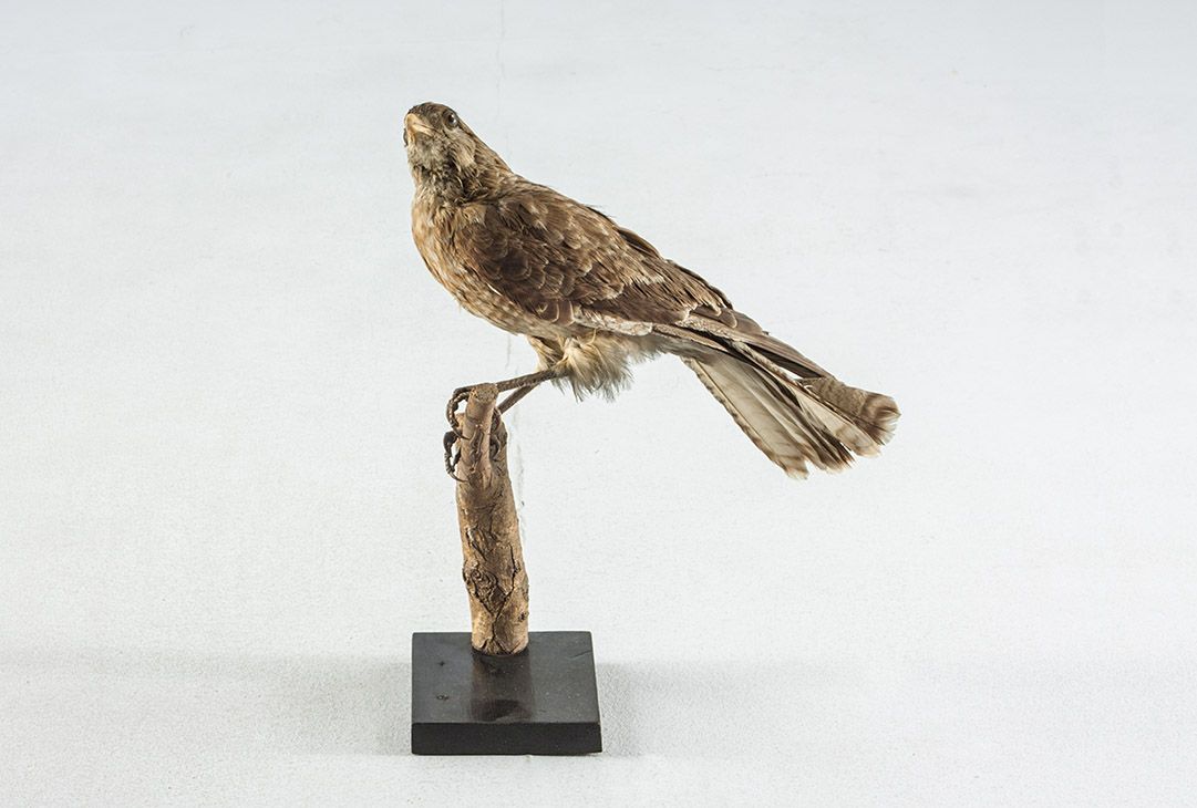 Foto Taxidermy Sparrowhawk h40
