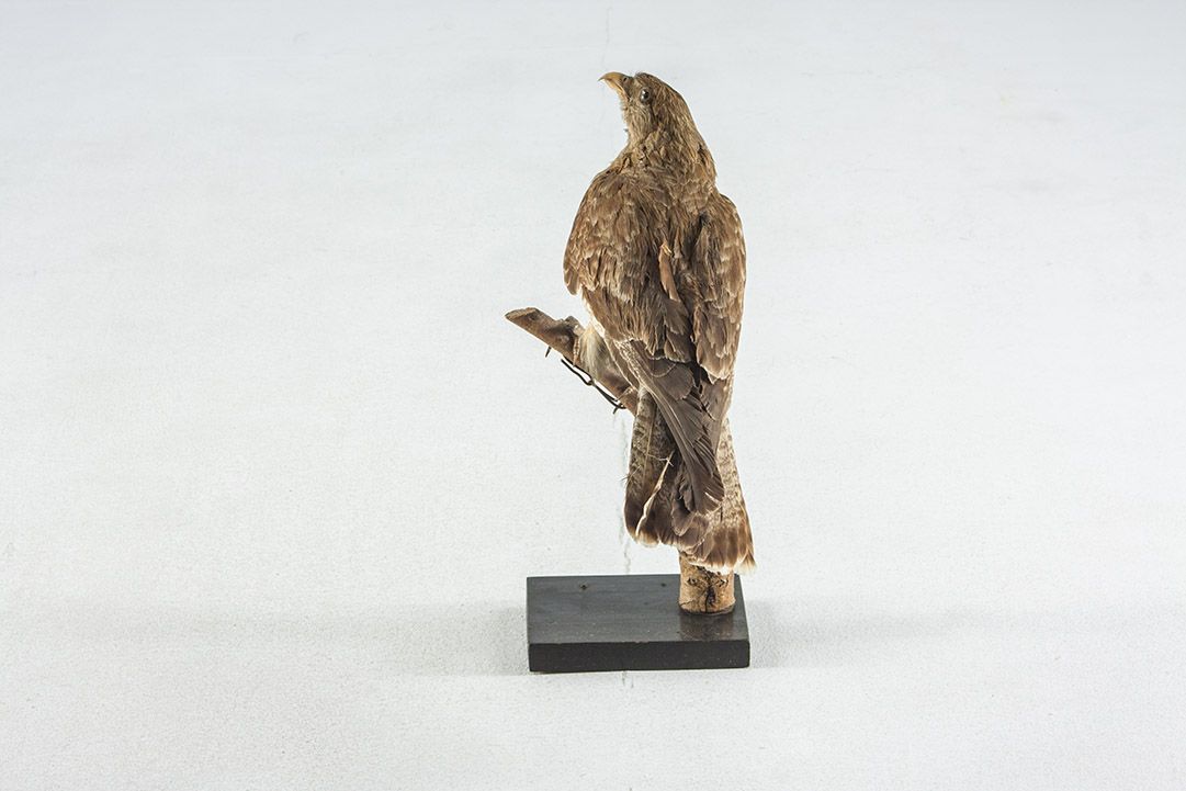 Foto Taxidermy Sparrowhawk h40