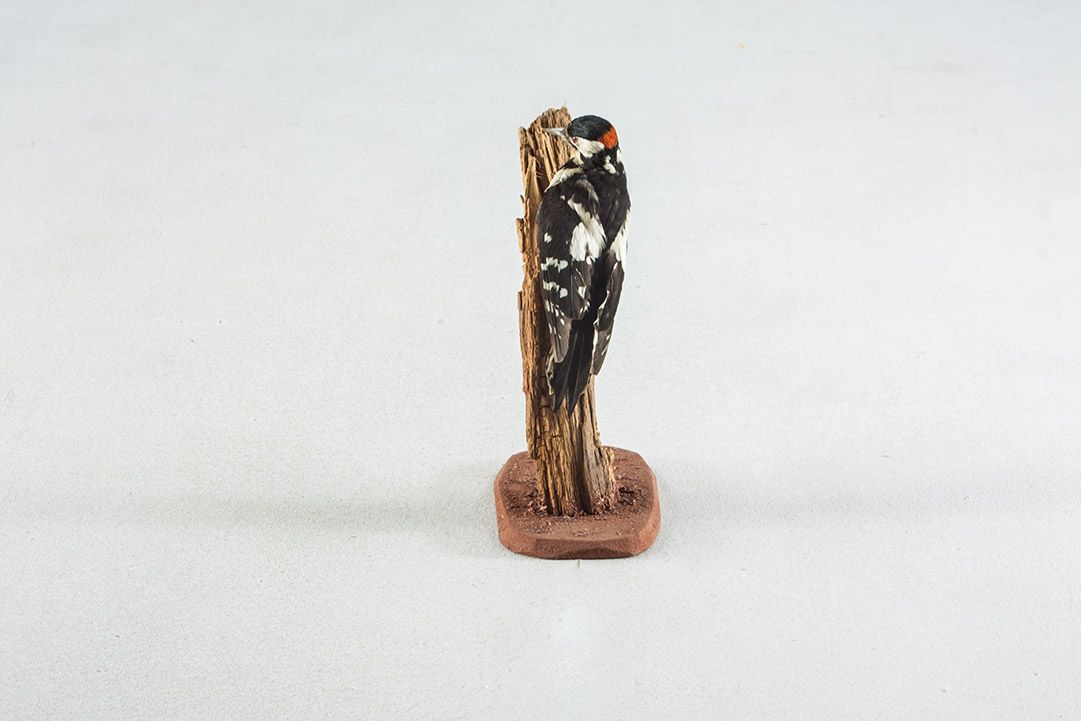 Foto Taxidermy Spotted Woodpecker
