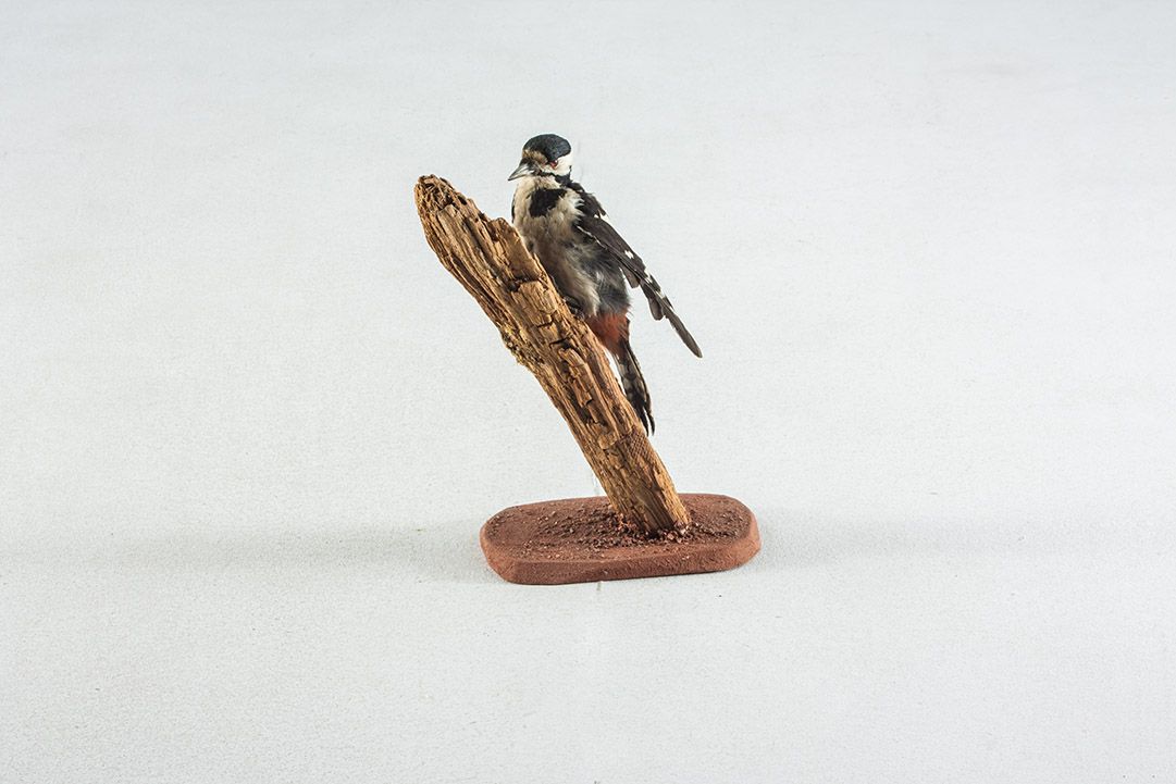 Foto Taxidermy Spotted Woodpecker