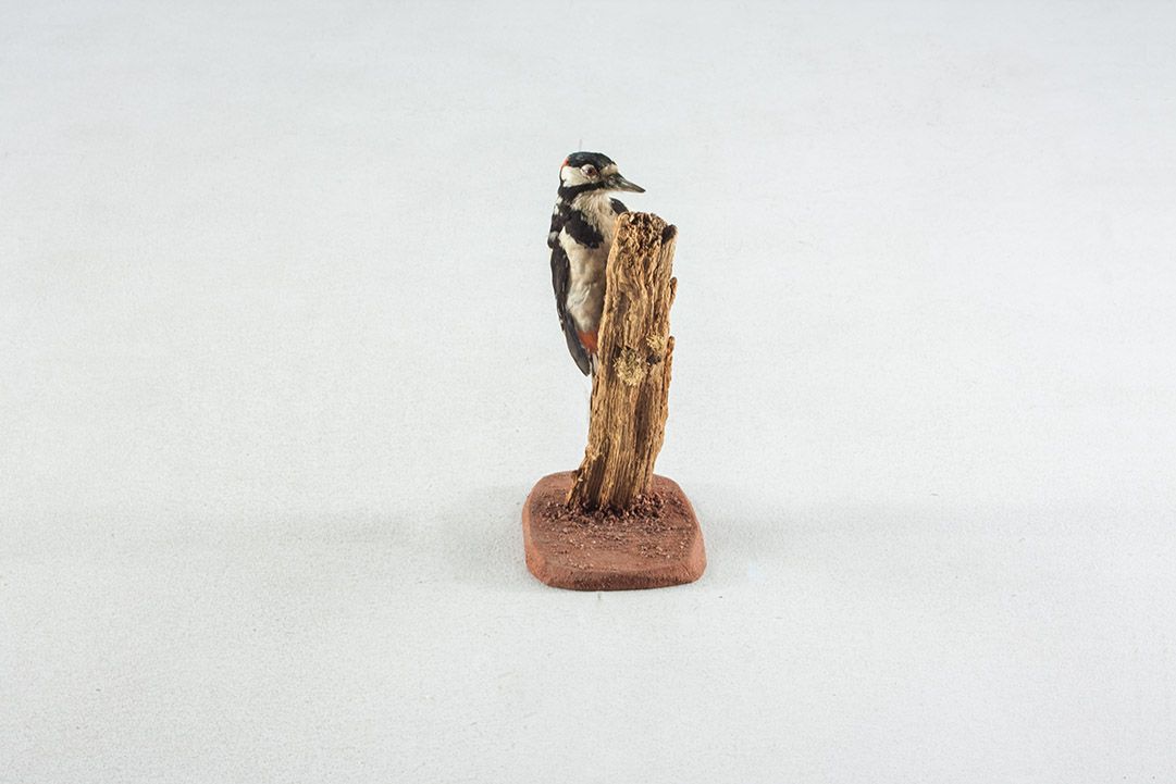 Foto Taxidermy Spotted Woodpecker