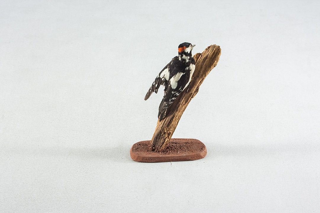 Foto Taxidermy Spotted Woodpecker