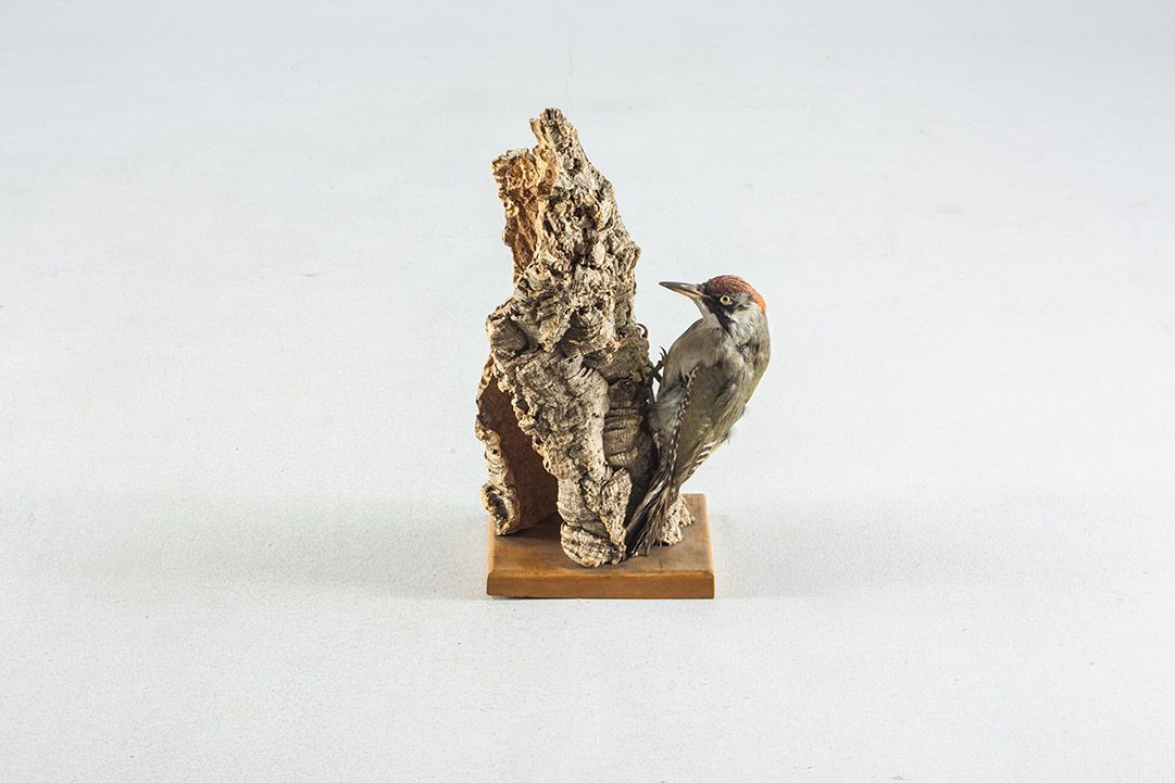 Foto Taxidermy Green Woodpecker