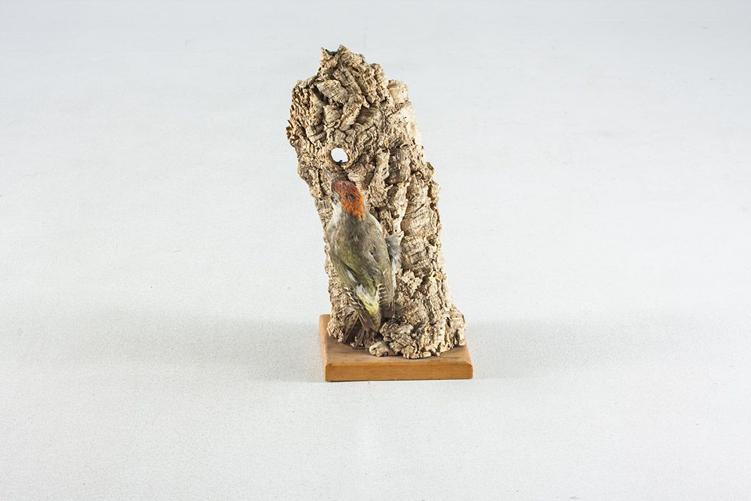 Foto Taxidermy Green Woodpecker