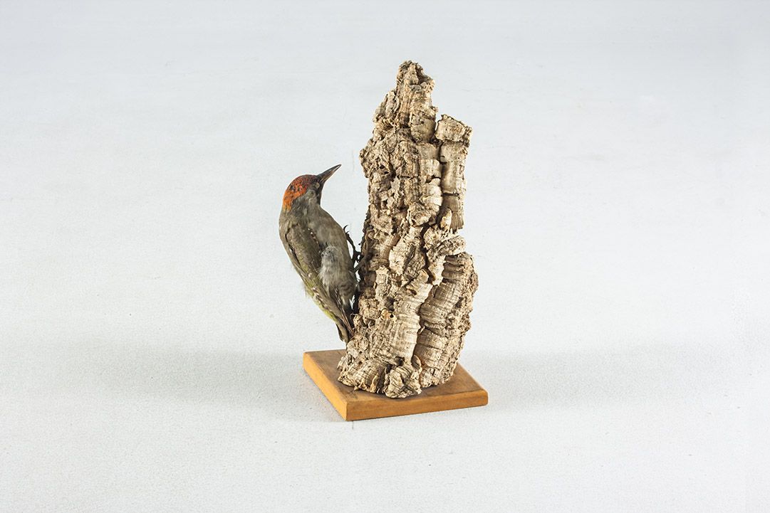 Foto Taxidermy Green Woodpecker