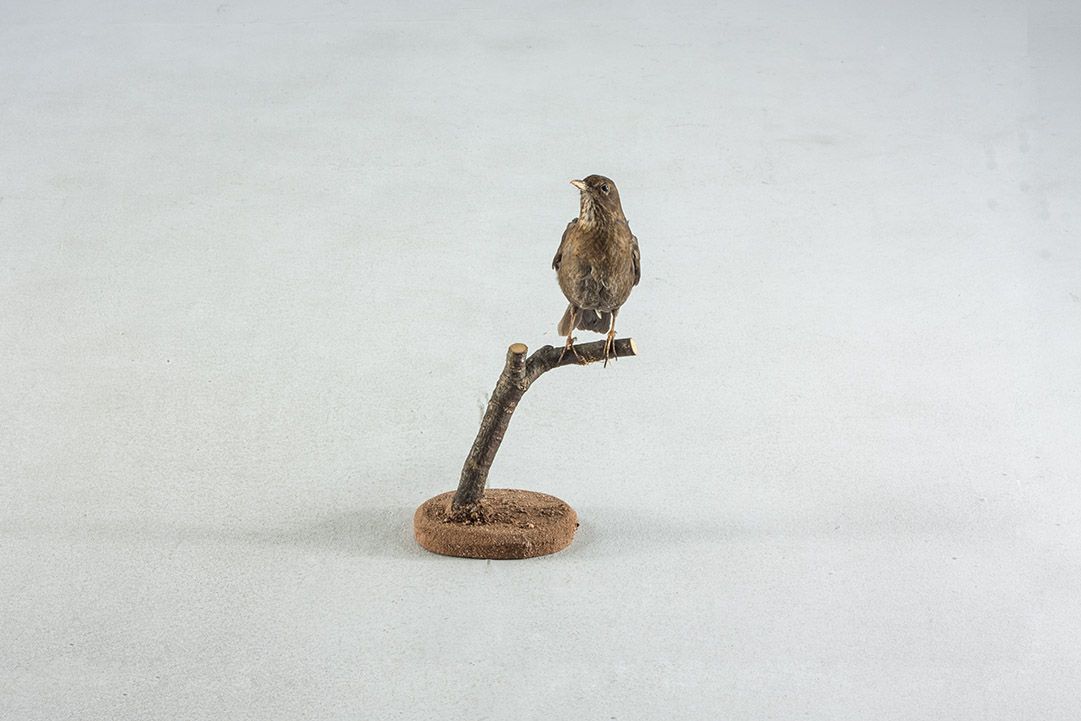 Foto Taxidermy Female Blackbird