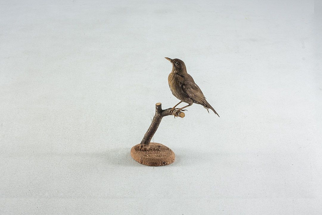 Foto Taxidermy Female Blackbird