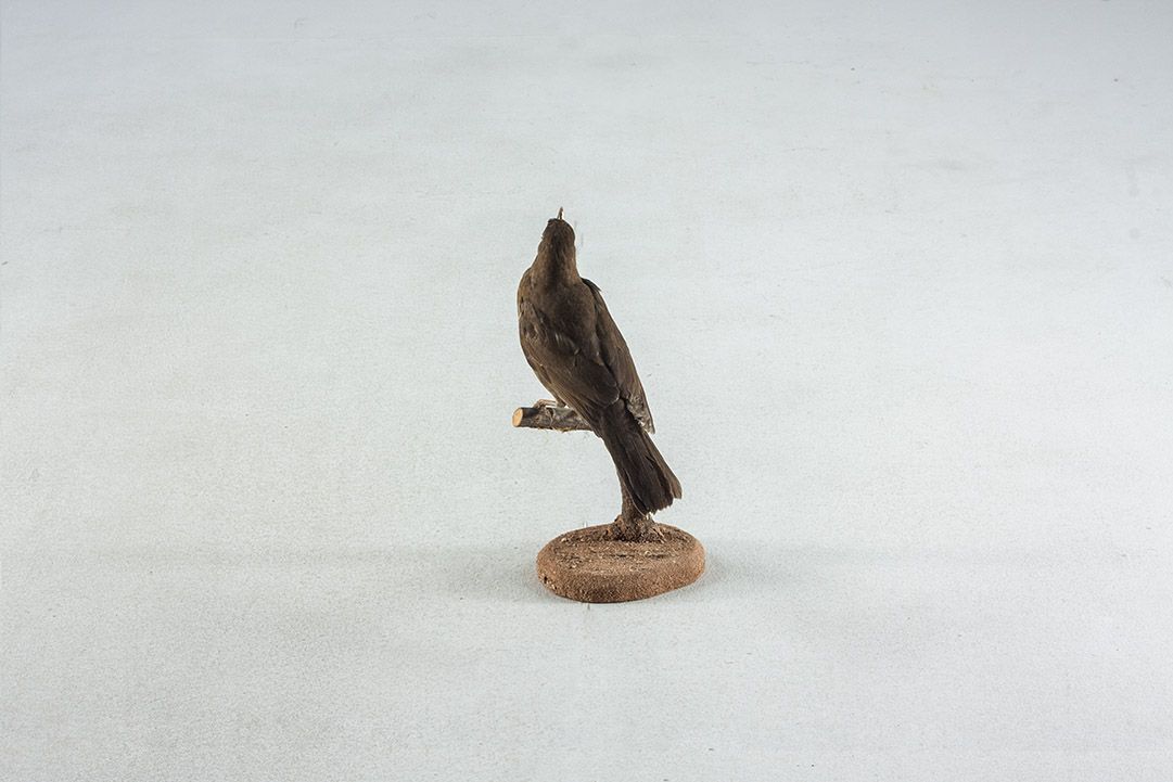 Foto Taxidermy Female Blackbird
