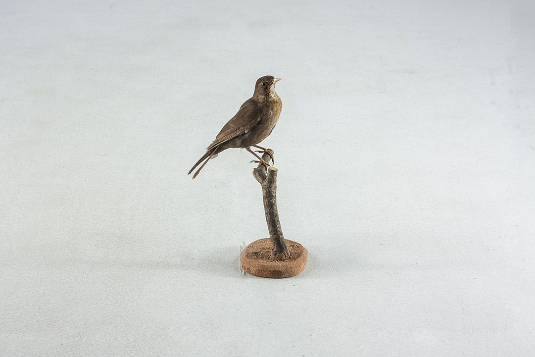 Foto Taxidermy Female Blackbird