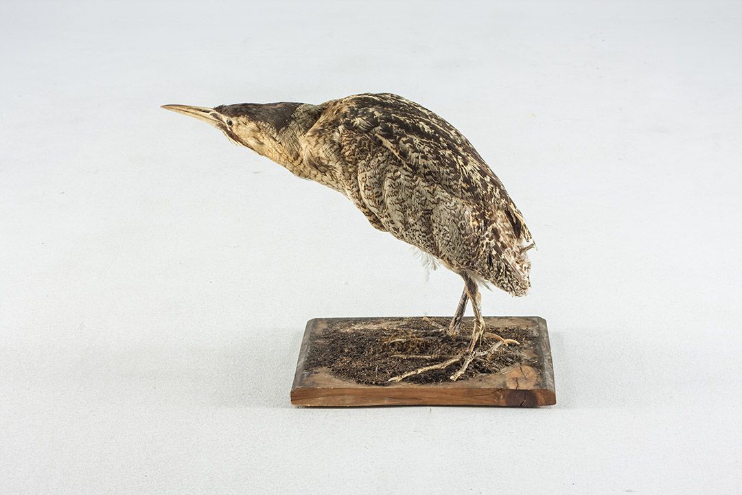 Foto Taxidermy Bittern h40