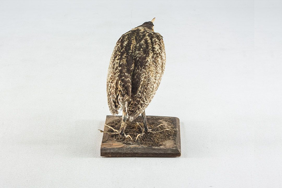 Foto Taxidermy Bittern h40