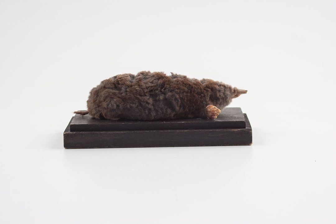 Foto Taxidermy Mole